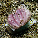 Scalptia obliquata